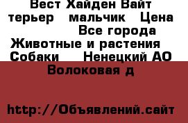 Вест Хайден Вайт терьер - мальчик › Цена ­ 35 000 - Все города Животные и растения » Собаки   . Ненецкий АО,Волоковая д.